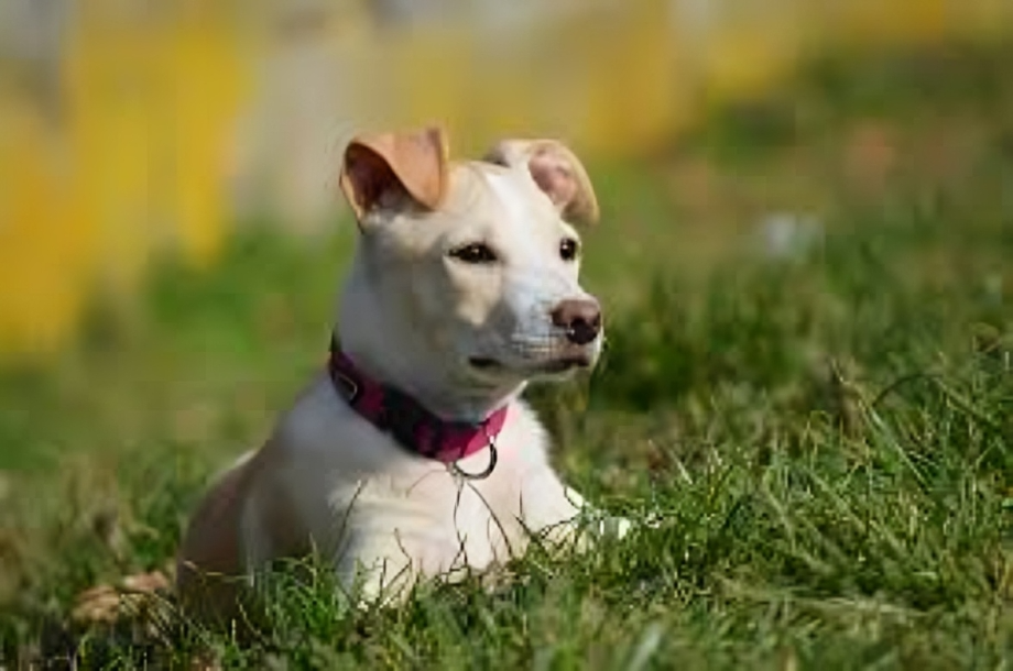Labrador Mischling Arten